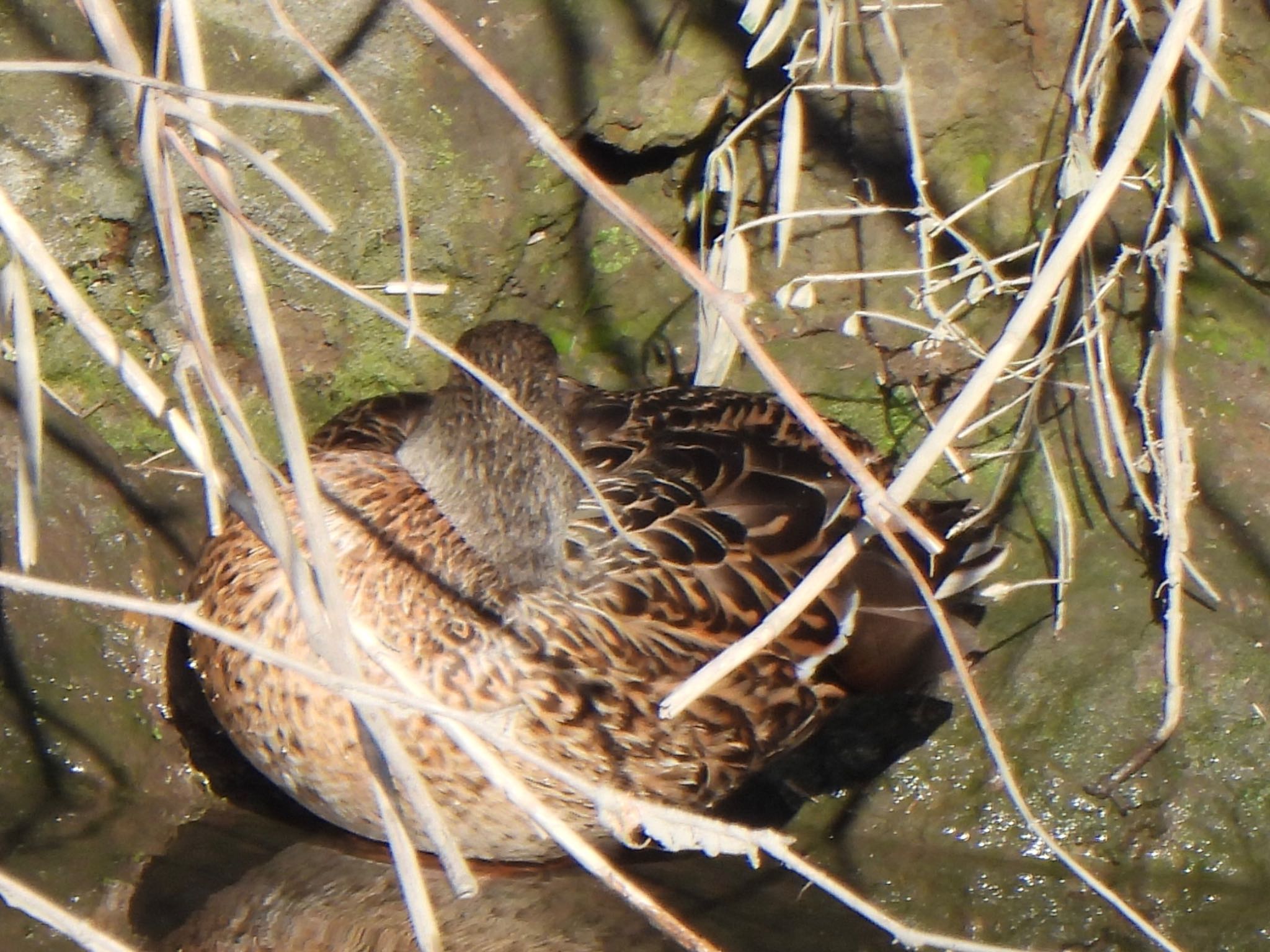 Photo of Mallard at 芝川第一調節池(芝川貯水池) by ツピ太郎