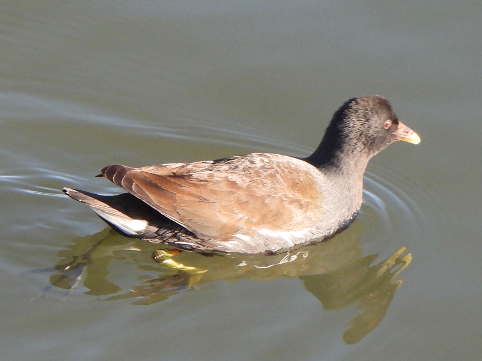 Common Moorhen