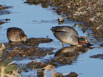 Sat, 1/27/2024 Birding report at 上谷沼調整池