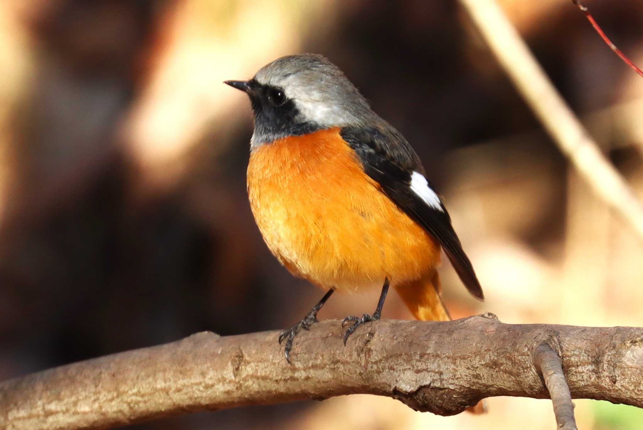 Photo of Daurian Redstart at Machida Yakushiike Park by らうんでる