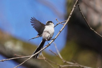 エナガ 小宮公園(八王子) 2024年1月14日(日)