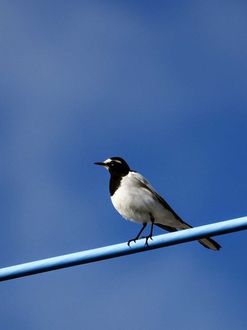 Japanese Wagtail 神奈川県秦野市 Sat, 1/27/2024