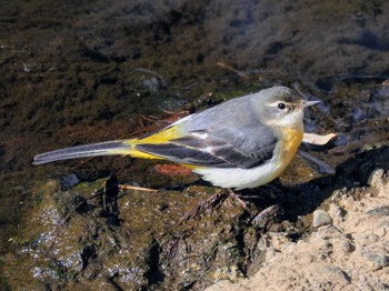 Grey Wagtail 神奈川県秦野市 Sat, 1/27/2024