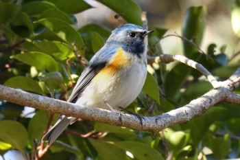 Red-flanked Bluetail 名古屋平和公園 Mon, 1/22/2024