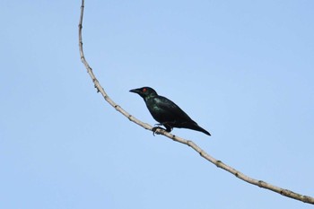 ミドリカラスモドキ Sungei Buloh Wetland Reserve 2018年11月10日(土)