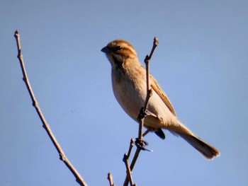 Sat, 1/27/2024 Birding report at 上谷沼調整池