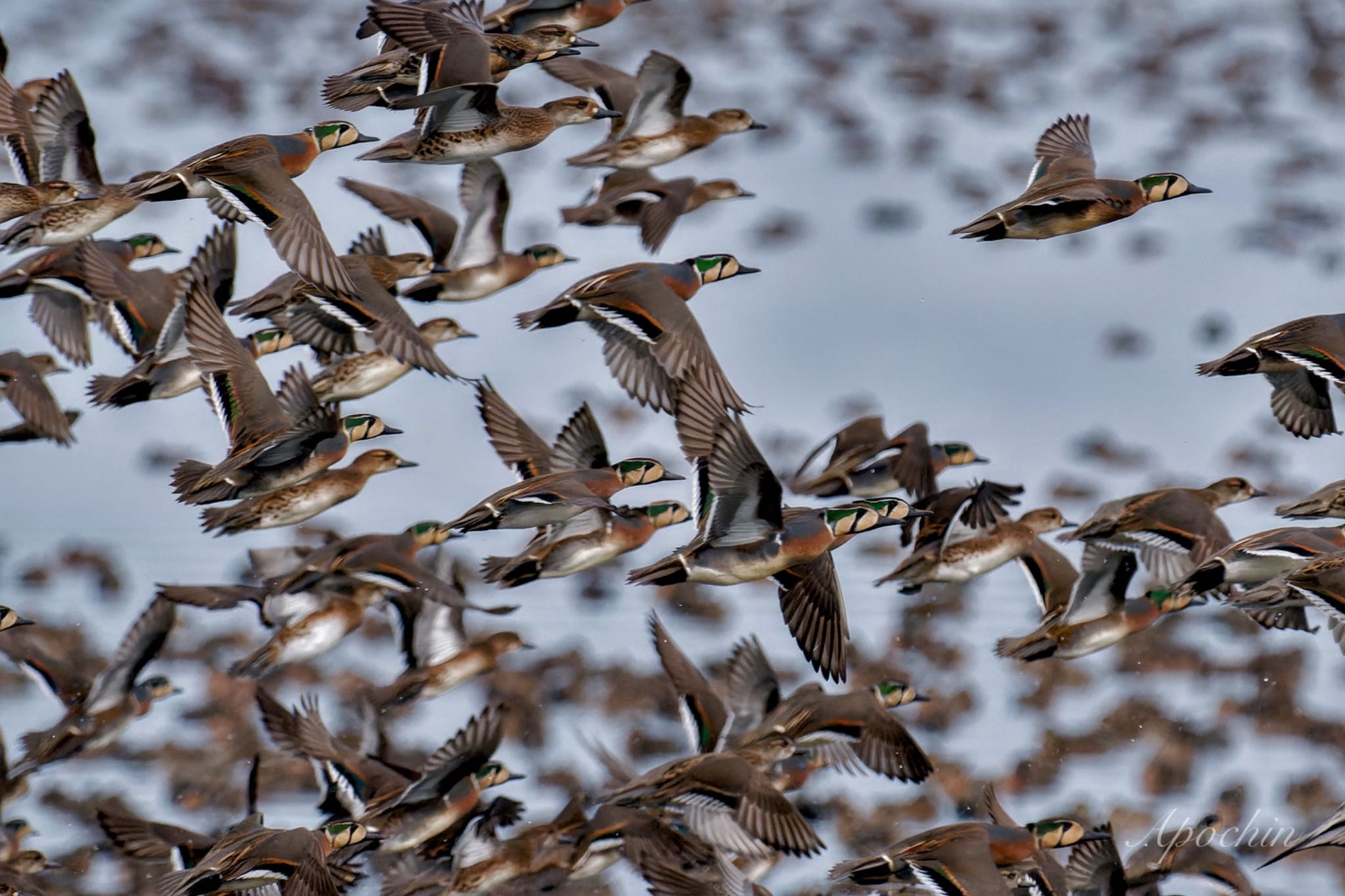 Baikal Teal