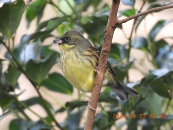 Masked Bunting 月見の森(岐阜県) Sat, 1/27/2024