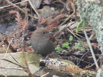 Japanese Accentor 月見の森(岐阜県) Sat, 1/27/2024