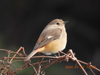 Daurian Redstart 月見の森(岐阜県) Sat, 1/27/2024