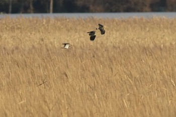 タゲリ 涸沼 2024年1月9日(火)