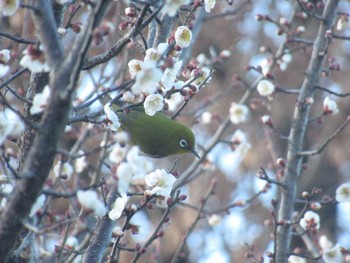 メジロ 神奈川県横浜市 2024年1月27日(土)