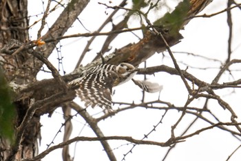 コゲラ 蔵王野鳥の森自然観察センター 2024年1月27日(土)