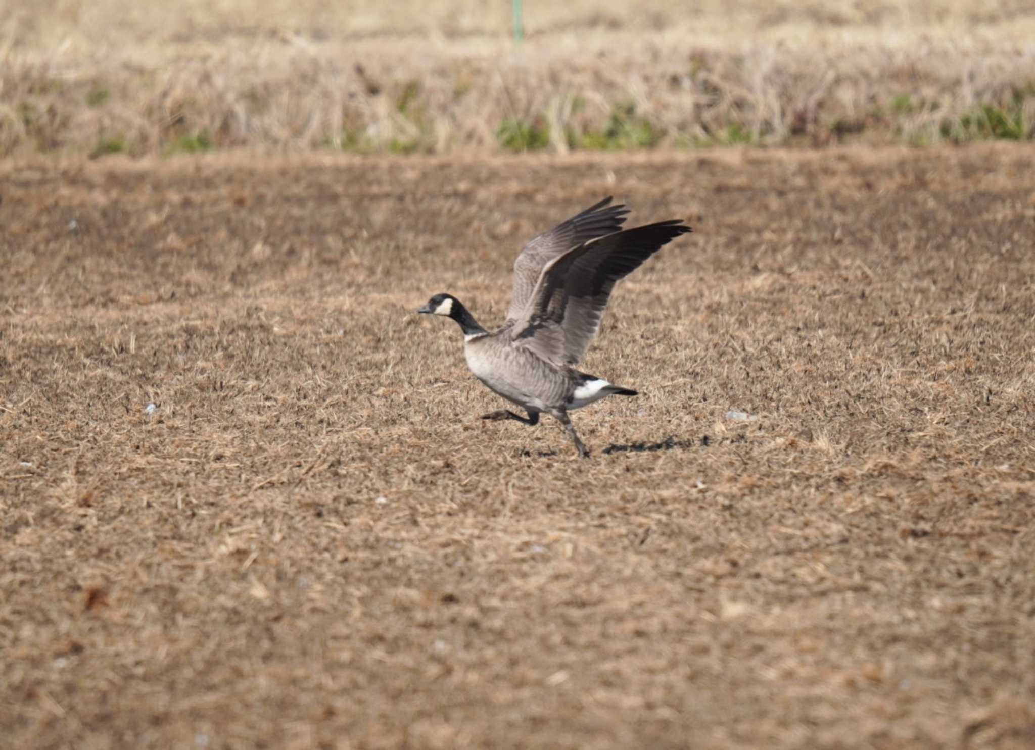 Photo of Cackling Goose at 夏目の堰 (八丁堰) by Kたろー