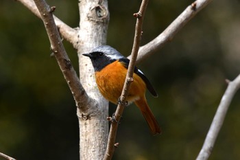 2018年2月19日(月) 加木屋緑地の野鳥観察記録