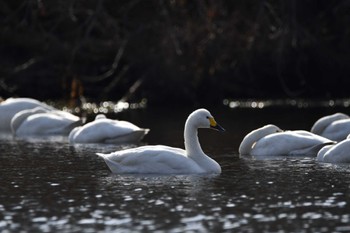 Tundra Swan 越辺川(埼玉県川島町) Sat, 1/13/2024