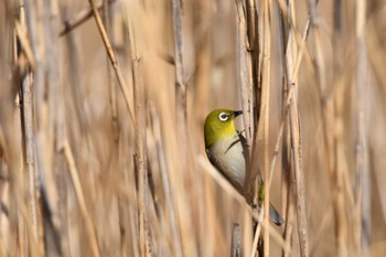 Warbling White-eye 越辺川(埼玉県川島町) Sat, 1/13/2024