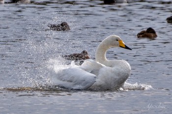 Whooper Swan 東庄県民の森 Wed, 1/3/2024