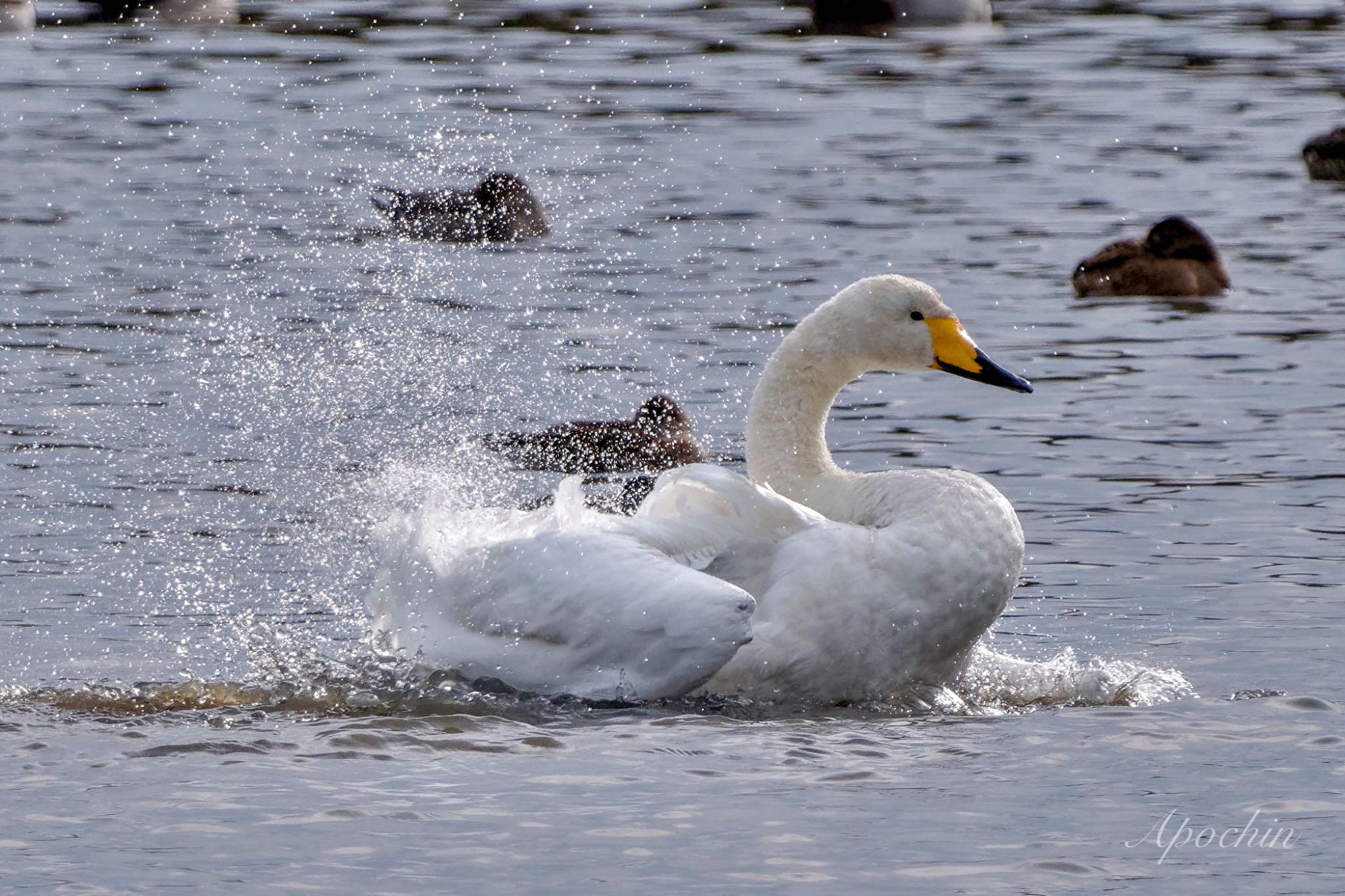 Whooper Swan