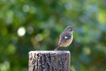 Daurian Redstart 加木屋緑地 Mon, 2/19/2018