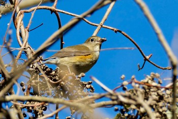 Red-flanked Bluetail 海上の森 Fri, 1/26/2024