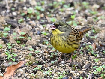 2024年1月27日(土) 馬見丘陵公園の野鳥観察記録