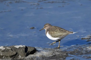 Dunlin Isanuma Sun, 1/14/2024