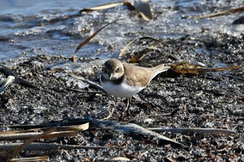 Common Ringed Plover Isanuma Sun, 1/14/2024