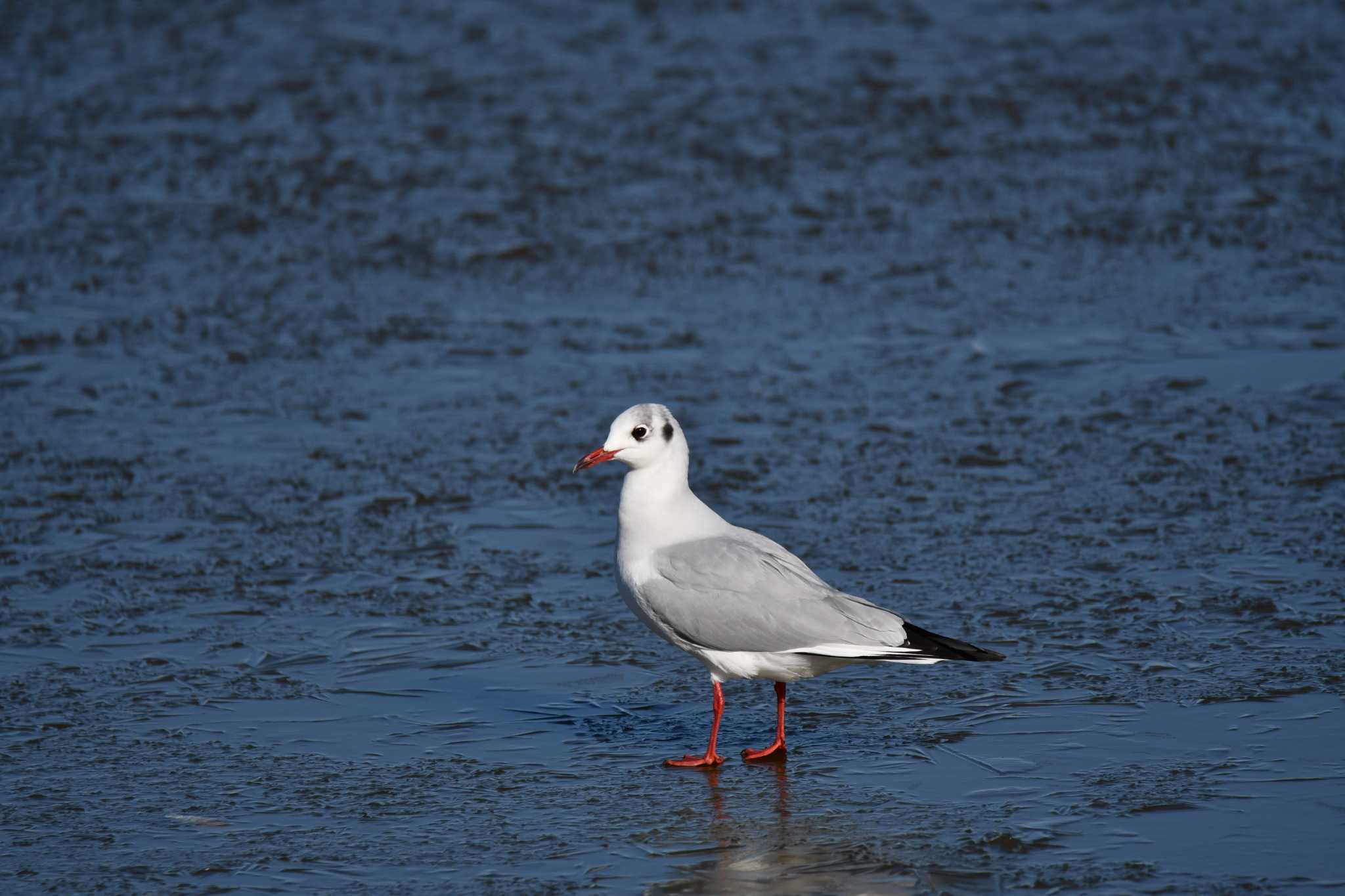 Photo of Black-headed Gull at Isanuma by のぶ