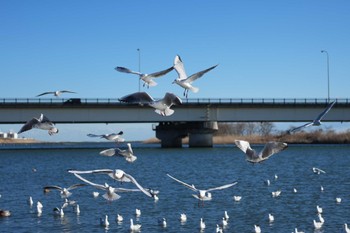 ユリカモメ 福島県いわき市 2024年1月27日(土)