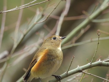 Red-flanked Bluetail 金剛山 Sat, 1/27/2024