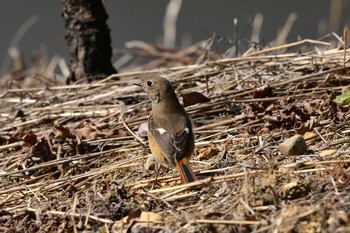 Daurian Redstart 加木屋緑地 Mon, 2/19/2018