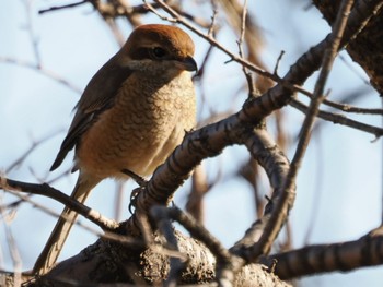 2024年1月27日(土) 白幡沼(さいたま市)の野鳥観察記録