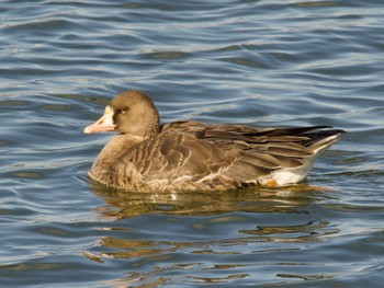 Greater White-fronted Goose 砂沼 Sat, 1/27/2024