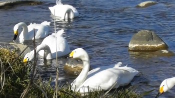 2024年1月26日(金) 長野県上田市 千曲川の野鳥観察記録