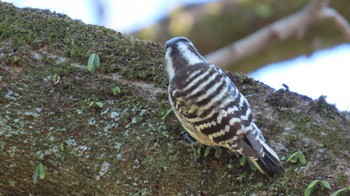Japanese Pygmy Woodpecker 国営木曽三川公園138タワーパーク Sat, 1/27/2024