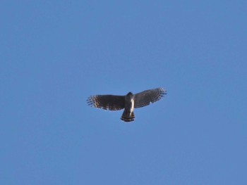 2024年1月27日(土) 日向林道の野鳥観察記録