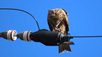 Black Kite 国営木曽三川公園138タワーパーク Sat, 1/27/2024