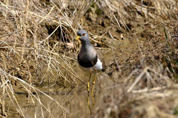 Grey-headed Lapwing 加木屋緑地 Mon, 2/19/2018