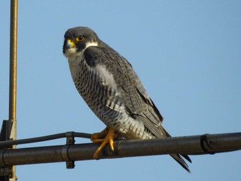 Sat, 1/27/2024 Birding report at 愛知県西尾市