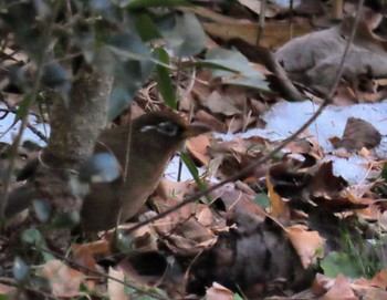 Sat, 1/27/2024 Birding report at 仙台市