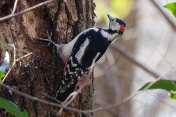 アカゲラ 秋ヶ瀬公園(野鳥の森) 2024年1月27日(土)