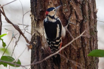 アカゲラ 秋ヶ瀬公園(野鳥の森) 2024年1月27日(土)