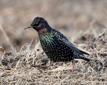 Common Starling 愛西市 Sat, 1/27/2024