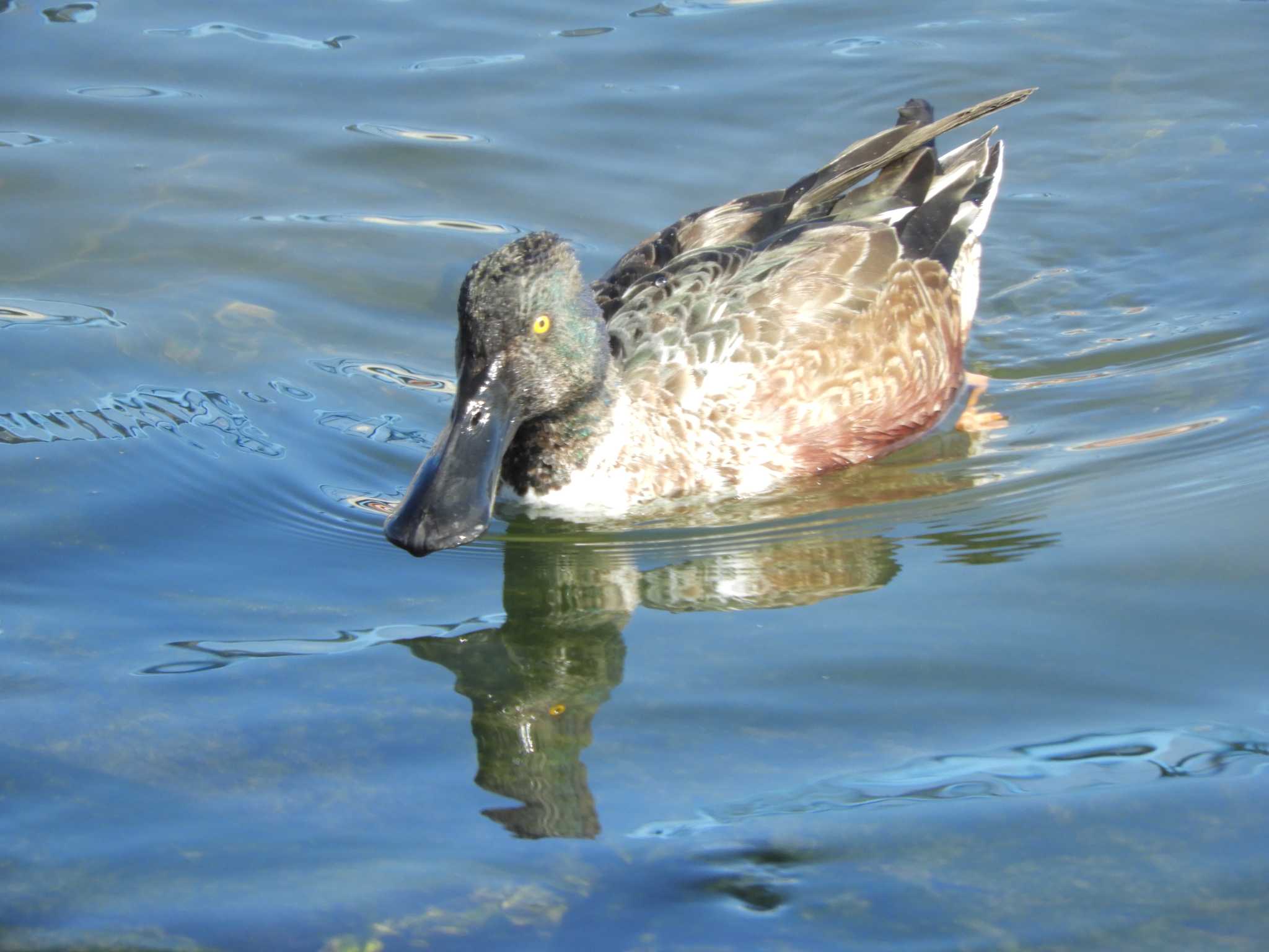 葛西臨海公園 ハシビロガモの写真 by maru