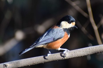 Varied Tit ＭＦ Sat, 1/27/2024