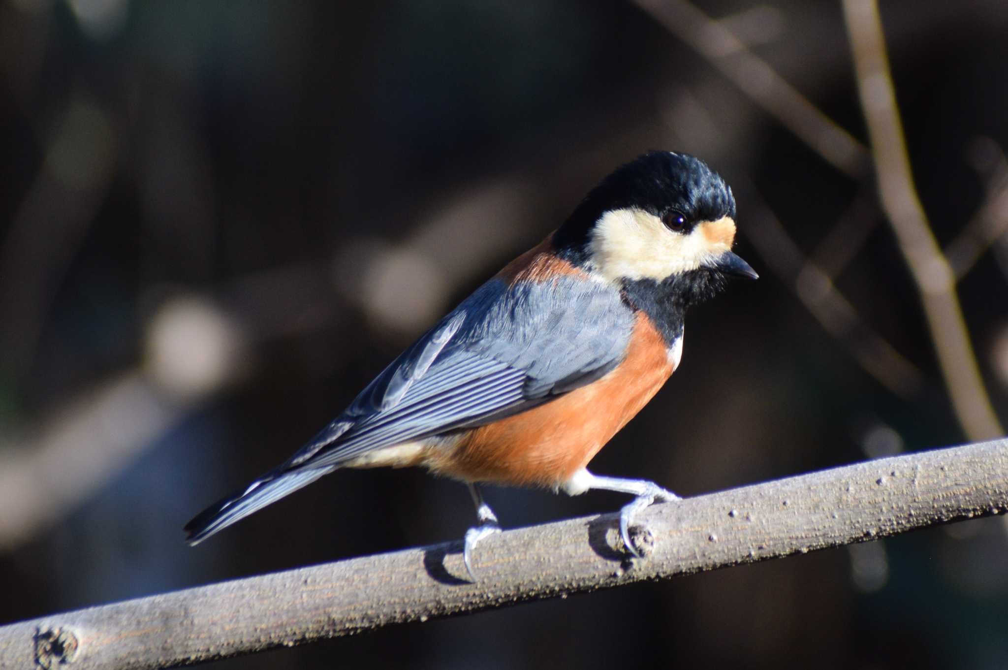 Photo of Varied Tit at ＭＦ by NM🐥📷