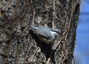 Sat, 1/27/2024 Birding report at 東京都立小金井公園