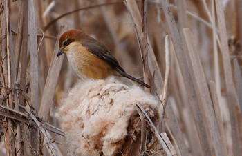 2024年1月27日(土) 大泉緑地の野鳥観察記録