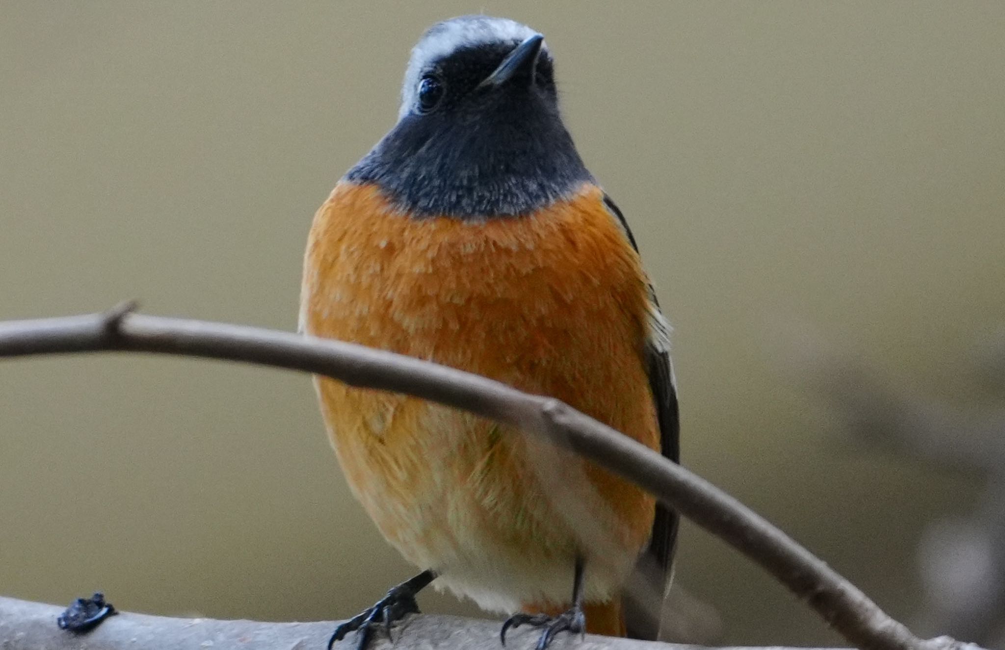 Photo of Daurian Redstart at 万代池 by アルキュオン